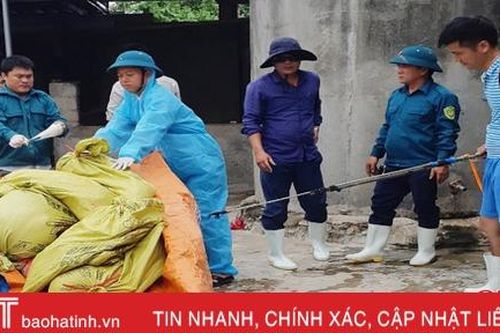 Sau lũ, dịch tả lợn châu Phi ở Can Lộc diễn biến phức tạp