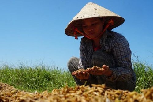 Vùng rốn lũ Hương Khê gượng dậy sau lũ