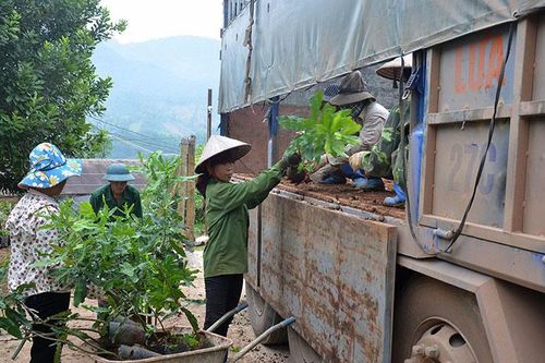 Kỳ vọng từ những dự án cây mắc ca
