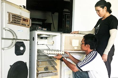 Biến tủ lạnh cũ thành máy ấp trứng
