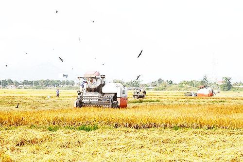 Mất mùa lúa vì nắng hạn