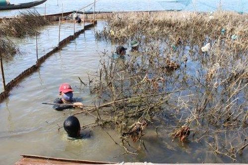 Kinh tế Nông nghiệp - Nông thôn Mở rộng và phát huy hiệu quả của rừng trồng ngập mặn