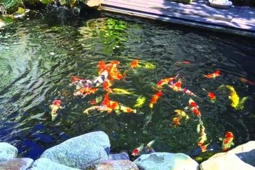 Kiếm tiền tỷ từ nuôi cá cảnh