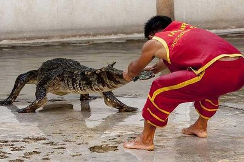 Cá sấu dài 4 m rơi xuống sân khấu, khán giả xem xiếc tháo chạy