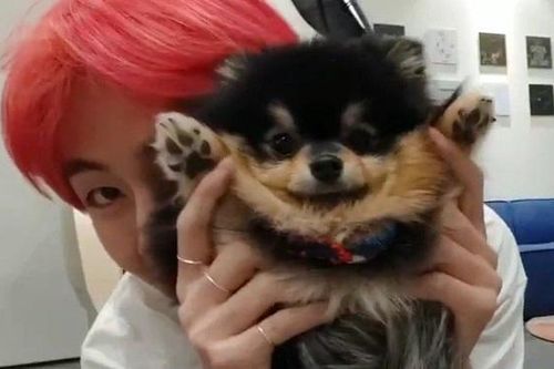 Cún cưng của V BTS còn nổi tiếng hơn hầu hết thần tượng kpop