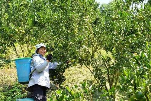 Trồng quýt chín sớm, người dân Mường Khương xóa nghèo hiệu quả