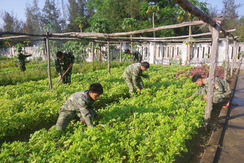 Chủ động nguồn rau xanh ở nơi 'cát bay, cát nhảy'
