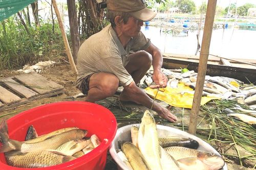 Kinh hoàng 60 tấn cá sắp thu hoạch chết trắng lồng