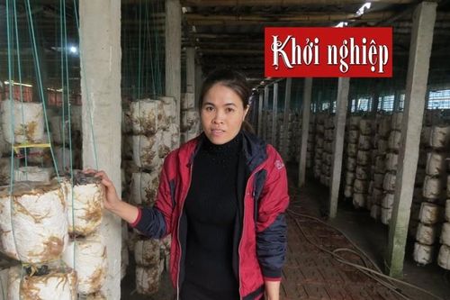 Tìm hướng đi mới cho sản phẩm nấm đã quen thuộc trên thị trường