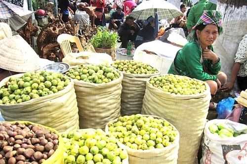 Mù Cang Chải mất mùa sơn tra