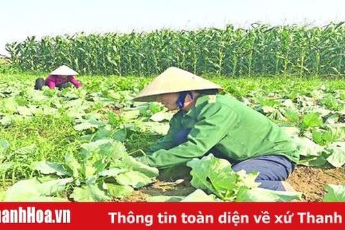 Những cánh đồng rau trái vụ