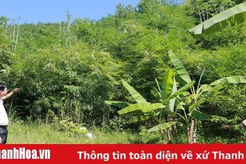Vầu đắng 'lên ngôi'