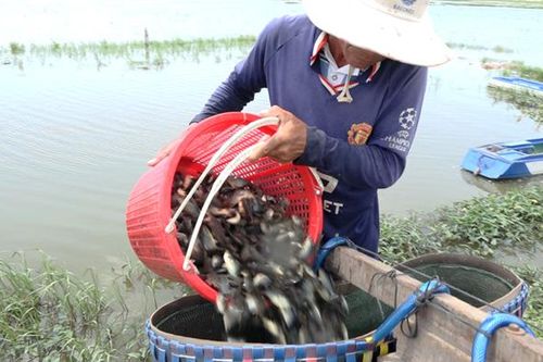 Đặt xà di bắt cá rô đồng mùa nước nổi