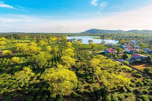 Sẵn sàng cho ngày hội hoa muồng vàng