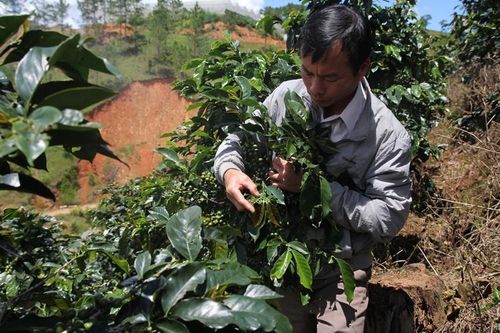 Vùng cà phê công nghệ cao của Lạc Dương