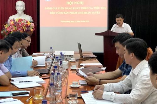 Bàn giải pháp phát triển cây chè Shan tuyết