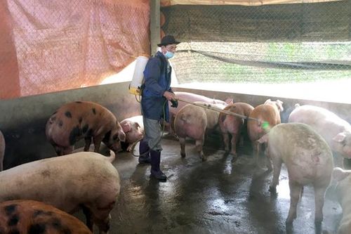 Cơ bản kiểm soát được dịch tả lợn châu Phi