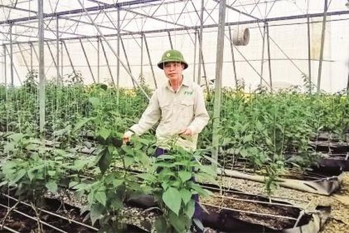 Đẩy mạnh phát triển nông nghiệp hữu cơ