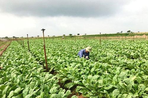 Chuyển đổi cơ cấu cây trồng, vật nuôi: Động lực phát triển vùng sản xuất hàng hóa