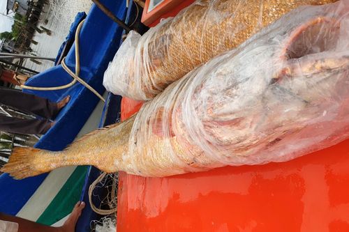 Hai con cá sủ vàng nặng 70 kg dính lưới ngư dân Cà Mau
