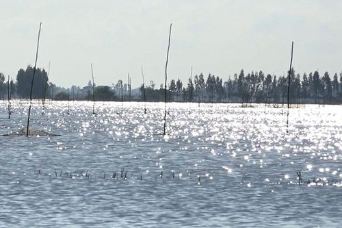 'Mở đồng' đón phù sa mùa nước nổi