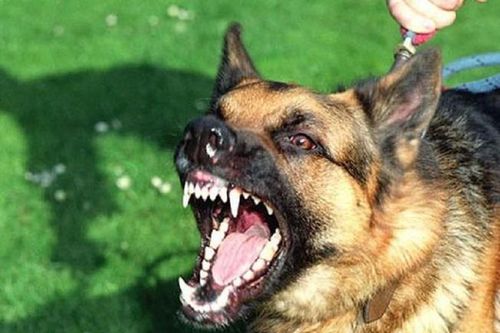 Sau 1 năm bị chó nhà cắn, ông chủ tử vong