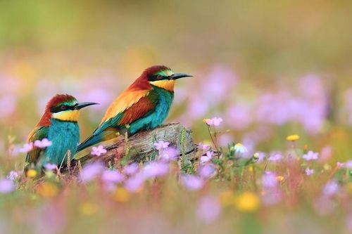 Tử vi tuần mới 16/9 - 22/9: Tuổi Ngọ người âm thầm giúp, tuổi Dậu hung cát đan xen