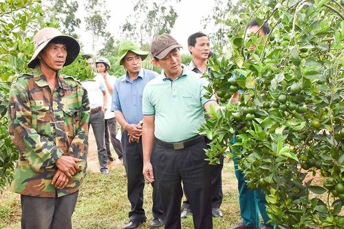 Tạo đột phá về phát triển rau, hoa và cây ăn quả trên địa bàn Gia Lai