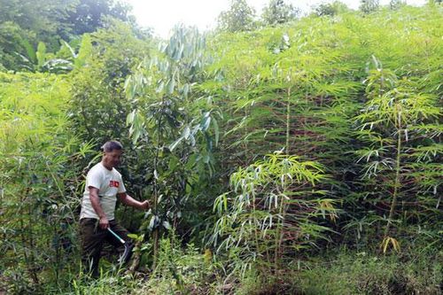 Giảm nỗi lo quanh cây sắn