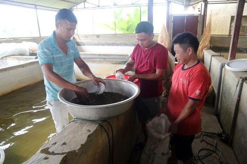 Hướng đến phát triển thủy sản an toàn, bền vững