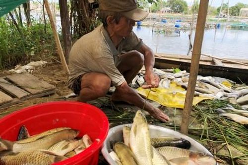 Kinh tế Kinh tế Tìm ra nguyên nhân hơn 300 lồng cá chết trên sông Đại Giang