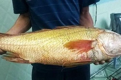 Ngư dân Đất Mũi bắt được 2 con cá nghi sủ vàng quý hiếm
