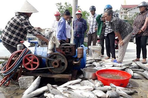 Nguyên nhân làm hơn 120 tấn cá chết ở Hà Tĩnh