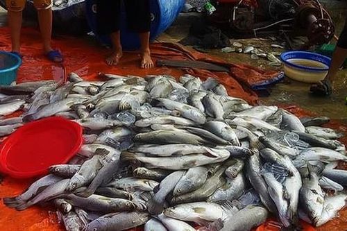 Thạch Hà, Hà Tĩnh: Dân điêu đứng vì cá nuôi lồng bè chết bất thường cả trăm tấn sau lũ