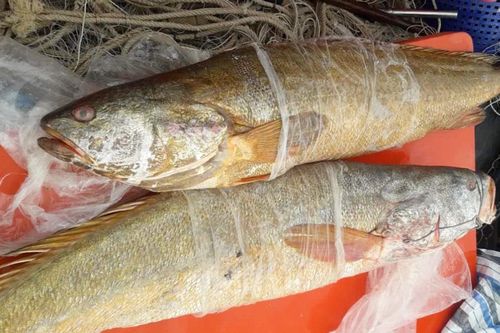 Ngư dân chưa chịu bán cặp cá sủ vàng nặng 70 kg với giá 70 triệu