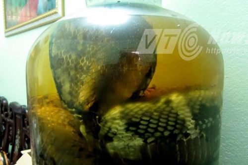 Rắn chúa khổng lồ dài 7m cuộn trong bình rượu của nữ đại gia