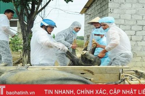 Đức Thọ tiêu hủy hơn 6 tấn thịt lợn bị dịch tả Châu Phi