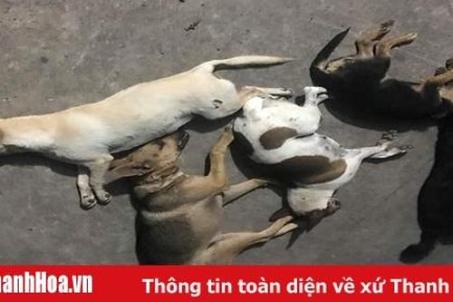 Bắt giữ băng trộm chó chuyên nghiệp