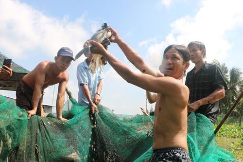 Về Thuận Tân Hội quán xem dỡ chà bắt cá trên sông Tiền