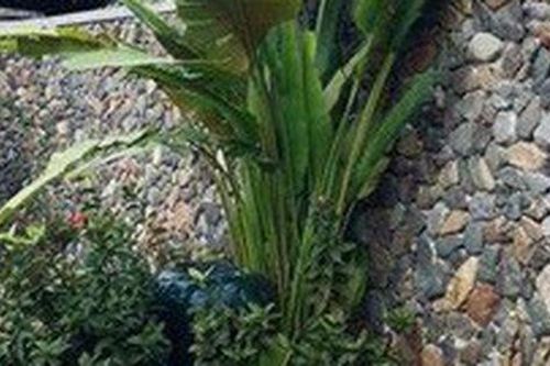 Trước khi mất, con trai tôi tặng căn nhà 10 tỷ cho cô giúp việc