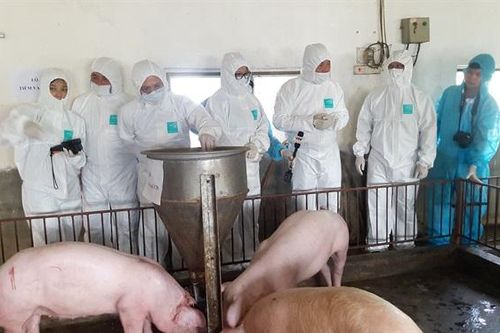 Nguồn cung thịt lợn trong 'bão' dịch bệnh: Không quá lo ngại