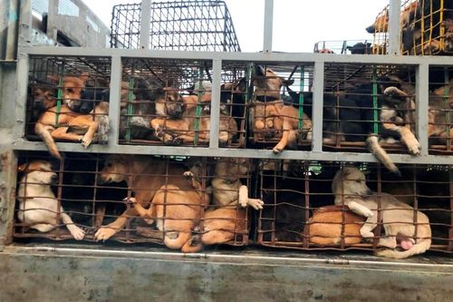 Thủ đoạn của băng nhóm trộm chó lớn nhất xứ Thanh