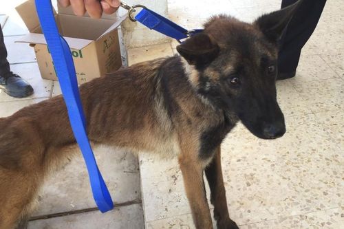Chó nghiệp vụ Mỹ chỉ còn da bọc xương sau khi tới Jordan rà bom