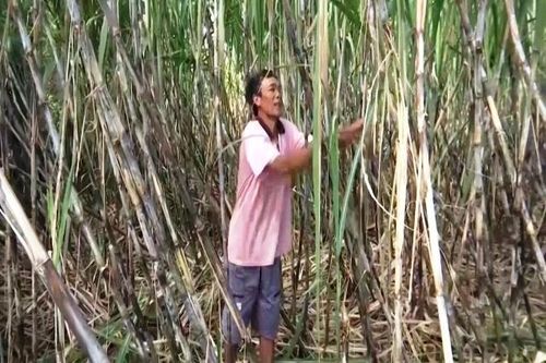 Mía đường Cần Thơ lùi thời gian vào vụ ép mía mới