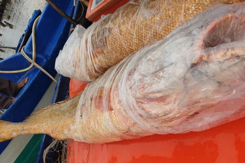 Ngư dân Cà Mau bắt được cặp cá đường 'khủng'