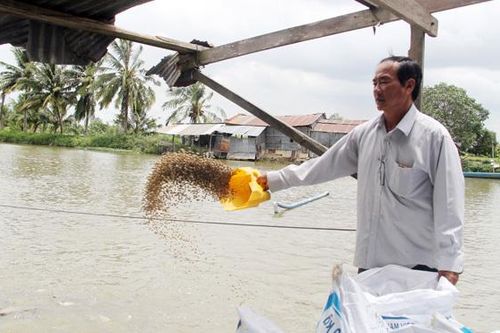 Chuyện Tám Đậu còng lưng nuôi 2.000 tấn cá/năm, ôm tiền tỷ lo chuyện thiên hạ