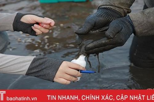 Ngành chức năng Hà Tĩnh vào cuộc tìm nguyên nhân ngao chết ở Mai Phụ