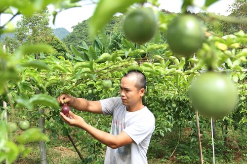 Hiệu quả đáng khích lệ từ mô hình hợp tác xã kiểu mới thế hệ 9x