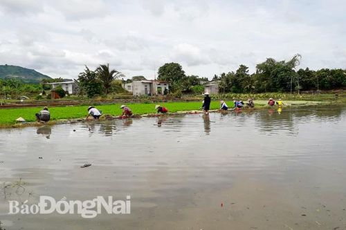 Mưa lớn kéo dài nhiều diện tích rau cần bị thiệt hại nặng