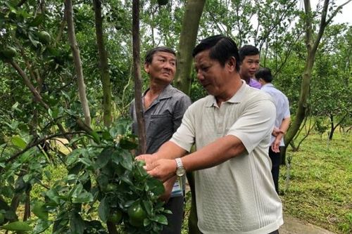 Tìm hướng khắc phục hiện tượng vàng lá thối rễ, chết xanh trên cây có múi